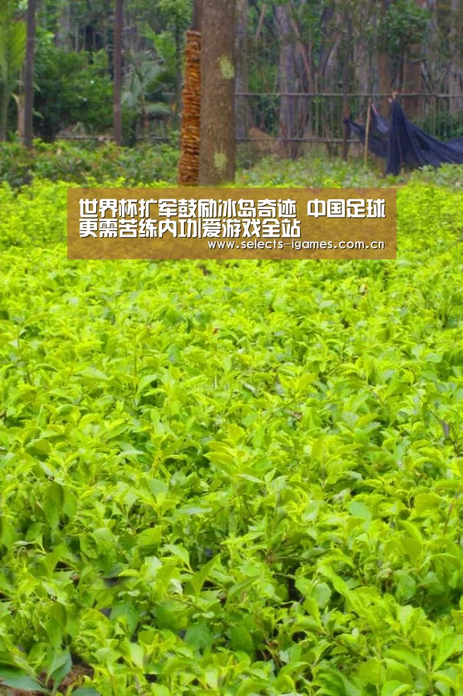 世界杯扩军鼓励冰岛奇迹 中国足球更需苦练内功|爱游戏全站(图3) 爱游戏平台